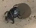 South African dung beetle