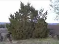 Juniperus communis