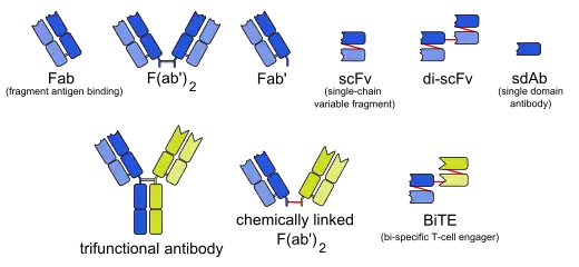 Engineered monoclonal antibodies