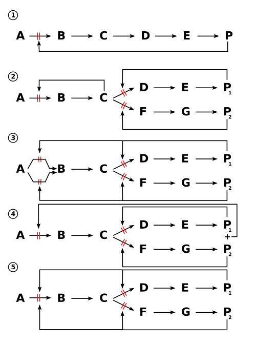 Figure 6: Common feedback inhibition mechanisms.