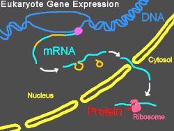 Gene structure and gene expression in higher organisms.