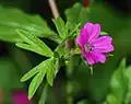 Geranium