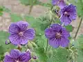 Geranium platypetalum
