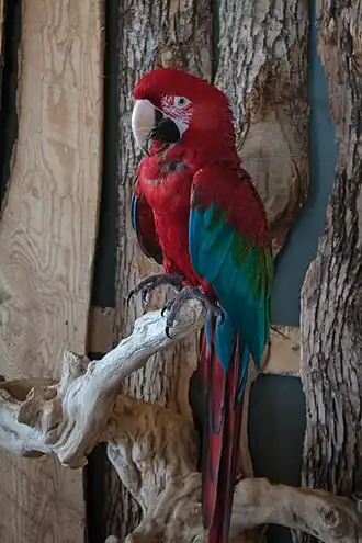 A macaw