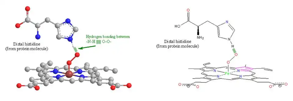 O2 stabilized by distal histidine