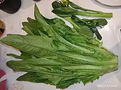 Indian lettuce