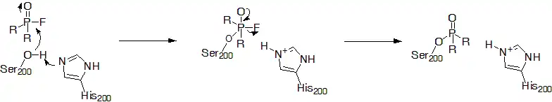 Inhibition of Acetylcholinesterase by a generic organophosphate