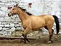 ਘ - ਘੋੜਾ Horse