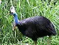 Casuarius casuarius (Southern Cassowary)