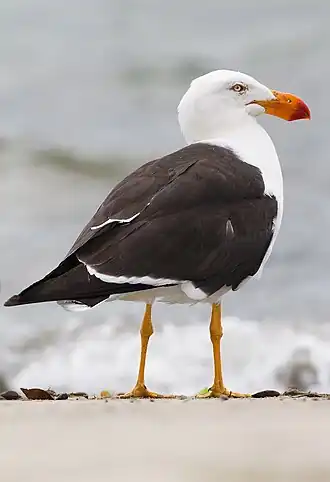A gull