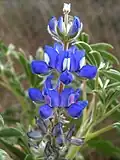 Lupine