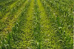 Cover crops between crop rows