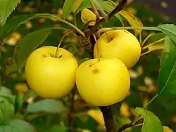 European crabapple
