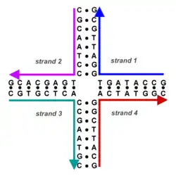 A DNA four-arm junction showing the nucleotide sequences.