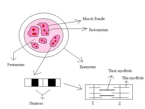 Diagram showing cross section of a muscle.