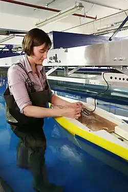A naval architect sets up a model ship.