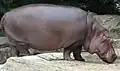 Hippopotamus