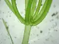 Algae