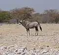 Gemsbok