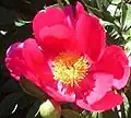 Peony
