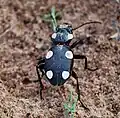an Egyptian Predator Beetle (Anthia Sexguttata) a carabid beetle