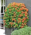 A Pyracantha grown as an espalier on a wall