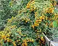 Pyracantha "Orange Charmer"