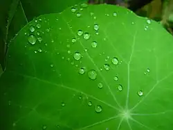 Raindrops on nasturtium leaves