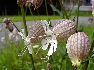 Bladder Campion
