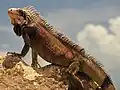 Iguana