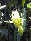 Hylocereus undatus (Tribe Hylocereeae)