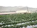 Strawberry farm in DaHu, Taiwan