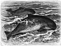 Porpoise