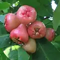 Wax apples