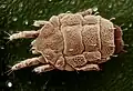 Yellow mite Lorryia formosa