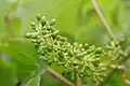 Young grapes