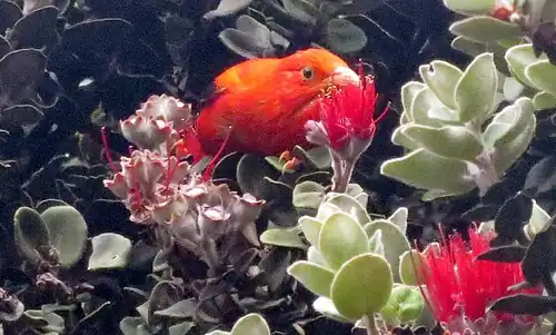 Feeding on ʻōhiʻa lehua