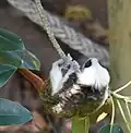 Cotton-top tamarin on Moreton Bay fig