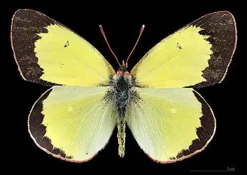 Colias palaeno, male