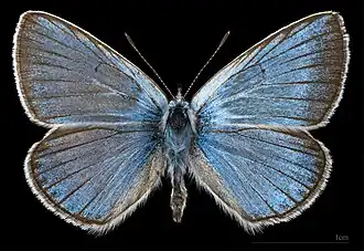 Polyommatus amandus ♂