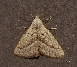 A moth sitting on a surface with four legs visible. It is viewed from above and is shaped like an equilateral triangle. It is light brown with darker brown lines and spots.