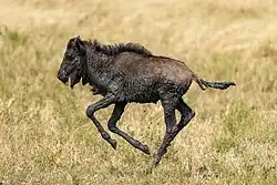 Juvenile blue wildebeest covered in mud running in the Serengeti National Park