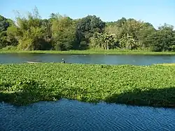 I. aquatica along the Angat River, Philippines
