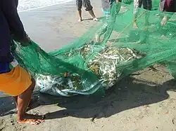 A green net filled with fish being carried up a beach