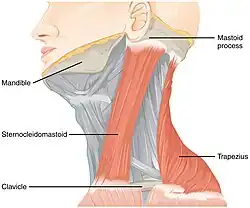 Image showing the head with two muscles highlighted.