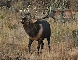 Flehmen response in an elk
