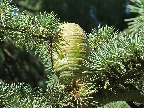 Cedrus deodara forms short shoots (from buds) along the long shoots.