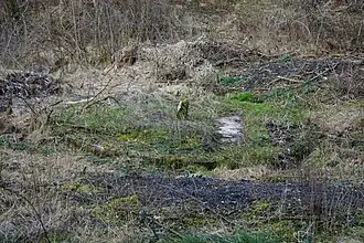 The slab of the Espérance well