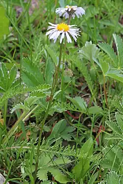 Colour photograph of two Bear River fleabane (Erigeron ursinus) flowers, with long white petals and a yellow inner flower much like a daisy in appearance