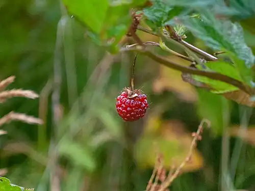 Salmonberry fruit in Unalaska, Alaska